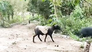 Goat vs Wild Boar