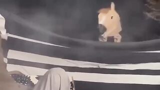 funny video 764