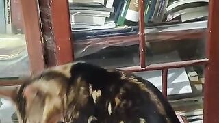 Bengal Cat with Diapers