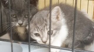 Anak kucing lucu 7