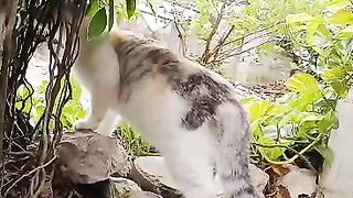 Cute Cat 57