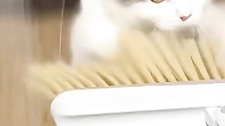 Cat vs. Broom Nemesis