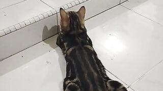 Bengal Brother