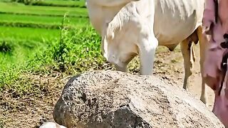 Masa Allah Cow's debt of gratitude is extraordinary