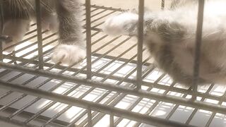 Funny Cat 97