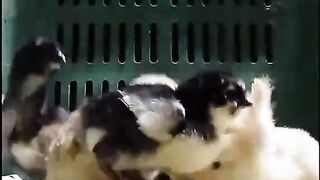 Those baby chicks are such great actors!