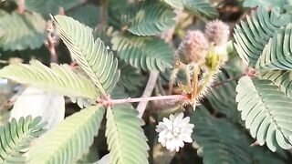Daun Putri malu