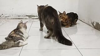 Bengal Cat Brother 2