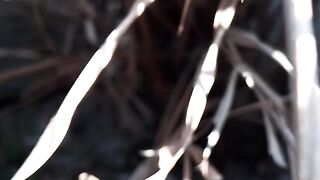 Tanaman Palm mati