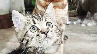 Cute Cat Family 2