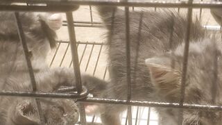 Lucunya tingkah dua anak kucing yang sedang berjemur