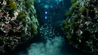 A Massive Shadow Appeared Underwater… Then THIS Happened 😳🌊