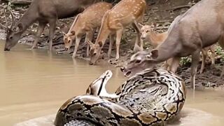 Qual cobra inspirou a anaconda?