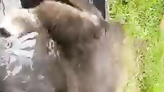 Funny animal bath time