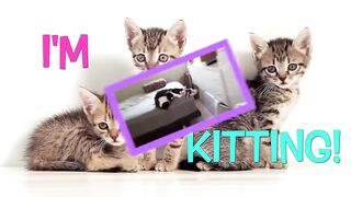 These Cats Can Speak English Better Than Hooman