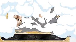 Cute kitten cat