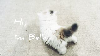 Cute Kitten enjoys first bath