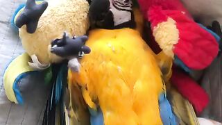 Parrot funny videos | funny febspot | subscribe