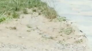 Albatross