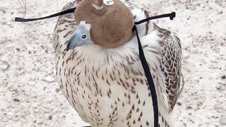 Bird with Cowered eyes | subscribe