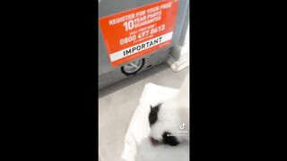 Funniest Cat Life