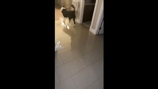 Funny Cat Compilation