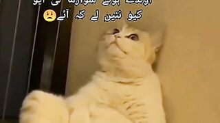 Funny cat video latest new 2023
