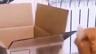 Funny video