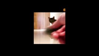 Funny dogi enjoye
