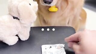 Funny dog video