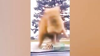 Funniest animals 2023