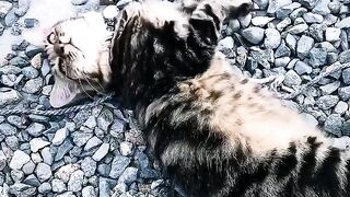 Cat funny cute