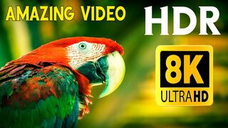 8K Breathtaking Colorful Parrot of the Rainforest - HDR Wildlife Nature Film + Jungle Sounds in UHD