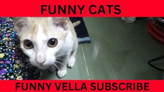 FUNNY CATS | FUNNY VELLA #CATS