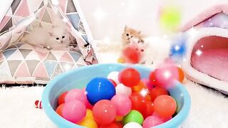 Cute funny catsvideo