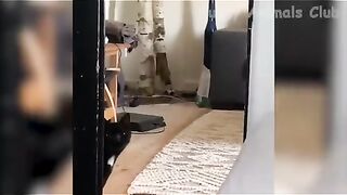 Funny video, pets funny video,cats funny video