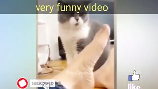 Funny animal funny cats dogs funny animal video