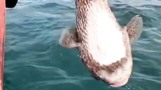 beautiful fish