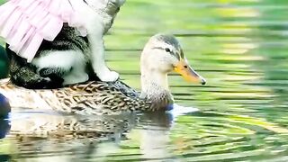 Cute animals part 1
