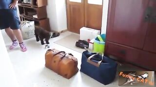 Cute_Cats_and_dogs_meeting