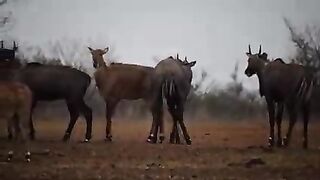 Nilgai amazing Indian animals