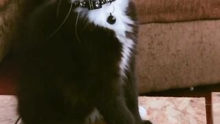 So cute cat funny playing