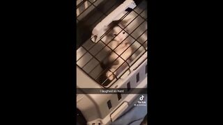Funny Cat Memes