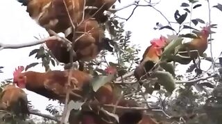 Hens in forest birds