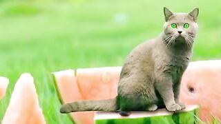 Cute animals video part 4