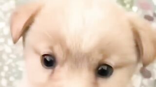 Baby dog