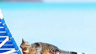 Cute animals video part 5#trending #shorts #Respect #febspot
