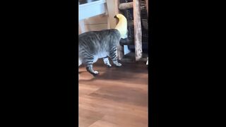 CAT MEMES COMPILATION