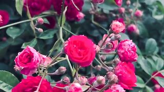 Flowers beauty