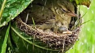 A paddy-bird's nest caught in the rain.